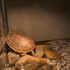 سلحفاة برمائيه بكامل اغراضها