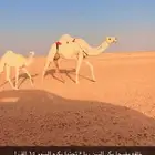خلفه وضحاء.