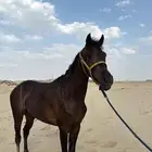 حصان شعبي سبوق