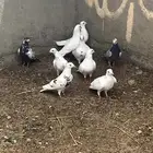 حمام للبيع مشكل