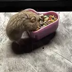 هامستر ونتر وايت