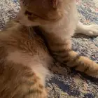 قطه ذكر