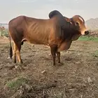 ثور فحل بلدي