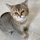للبيع قطه انثى سكوتش ستريت