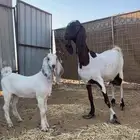عنز مشروكه طيبه والد
