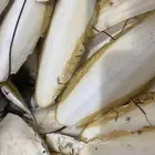 عظم خثاق او حبار (كالسيوم الطيور )