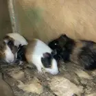 للبيع 9وباره