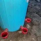 سقايات(للدواجن والطيور)