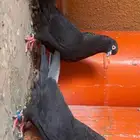 جوز حمام قطيفي