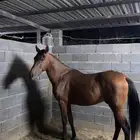 حصان شعبي سليم شرط