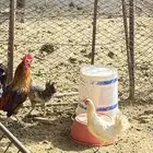 دجاج وبط