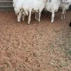 6 طليان حريه جبره