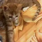 ع ري ذكر