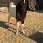 تيس فحل بورقوت
