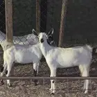 تيس وجفاره