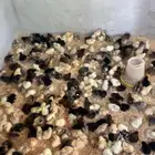 صوص بلدي العمر 3ايام