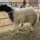 نعيميه جذعه كفو ذبيحه ولا مقنوي