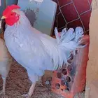 دجاج بلدي نضيف