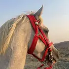 خيل جزيري