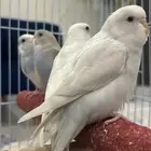 طيور بادجي أليفه