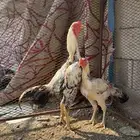 البيع