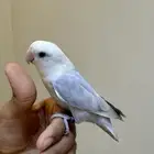 طقطق اليفين