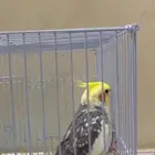 كروان اليف