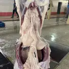 ذبايح شحم طليان رخال ( متوفر تابي اقصاد )