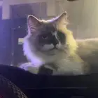قط راغدول عمره سنه وشهرين للتبني مع اغراضه اليف جدا