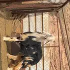 خروف نجدي مشروع انتاج واللي يبي يذبح ذبيحة ضيوف