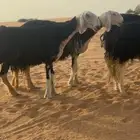 نجد صنف الصنف