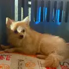 كلب بوميريان عمره 7 شهور جده