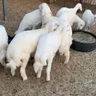 13 هرفي لباني زبده