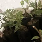 شتلات توت مثمره