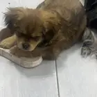 كلب. شيواوة للتبني