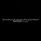 قطط شيرازي