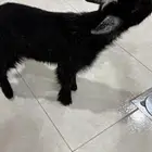 ماعز قزم مكس