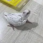 فرخ كروان البينو   عمر شهر