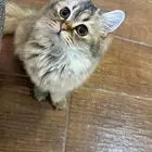 قطوه انثى للتبني