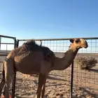 حشو مفريد