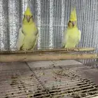 جوز كروان منتج شرط (تم البيع الله يبارك له عدد ريشه)
