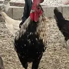 ديك بلدي للبيع