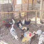 يوجد دجاج بلدي وباكستان وبط و وز و رومي