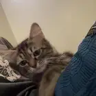 قطه   بسه