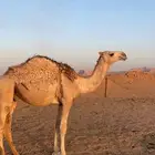 قعود للبيع