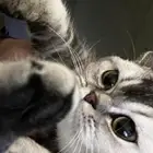 قطه انثى