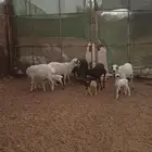 برابر