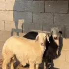 تم البيع الله يبارك لهم