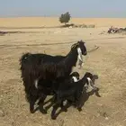 عارضيه ثنيه معها ثنين