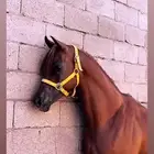 حصان للبيع